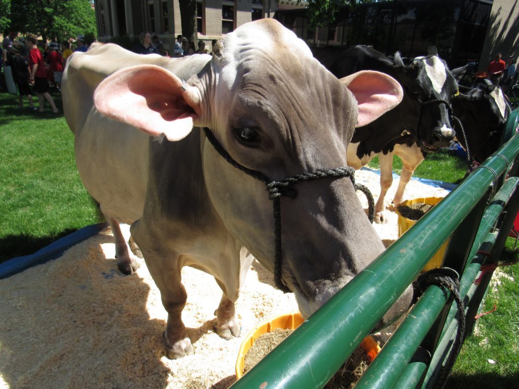 Grey cow in Library Square Park at Dairy Days event