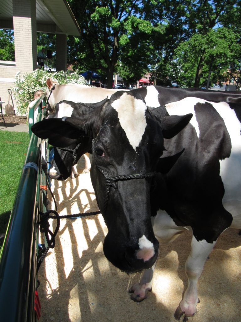 Two black and white cows at Dairy Days